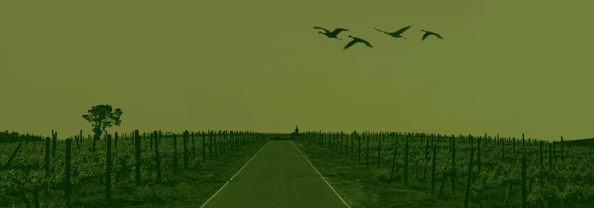 winefarm road with 4 birds flying above it