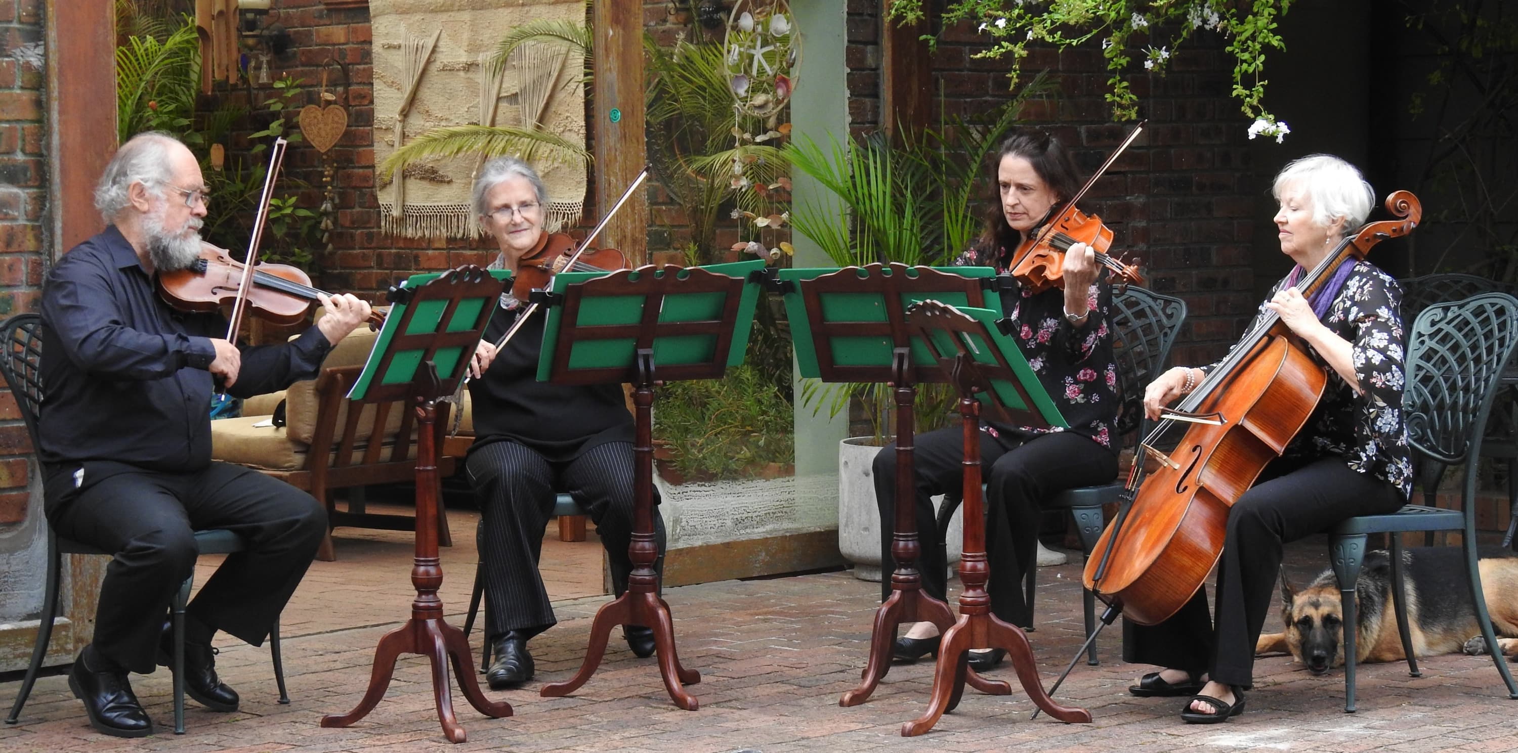 String quartet sitting at playing music